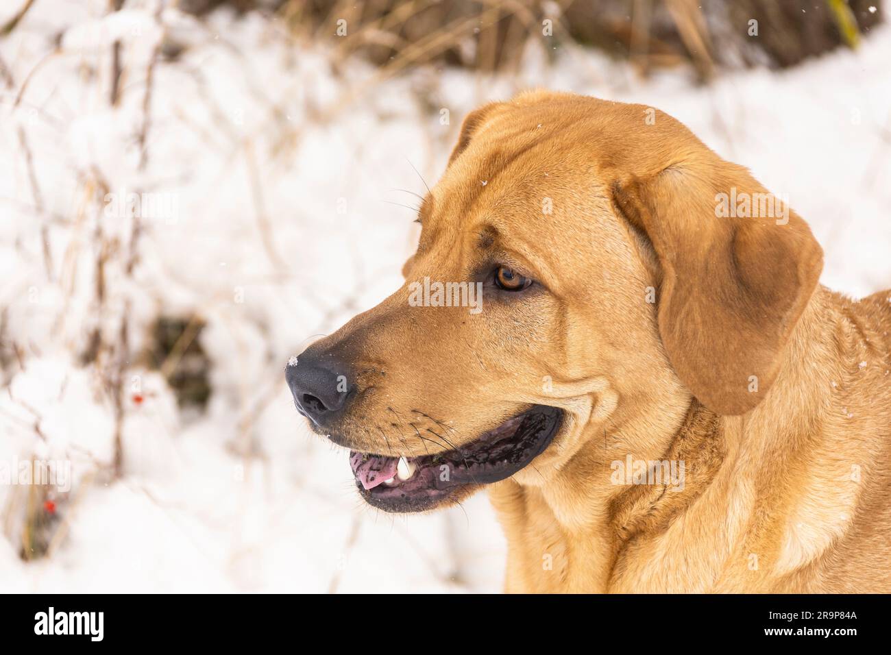 Broholmer. Portrait d'un chien adulte dans la neige. Allemagne Banque D'Images