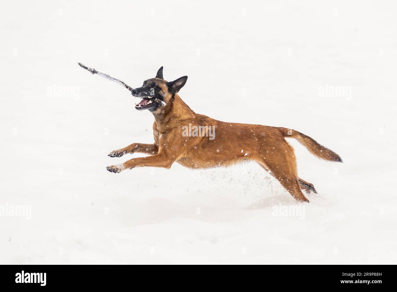 Berger belge, Malinois. Chien adulte courant dans la neige, portant un bâton. Allemagne Banque D'Images