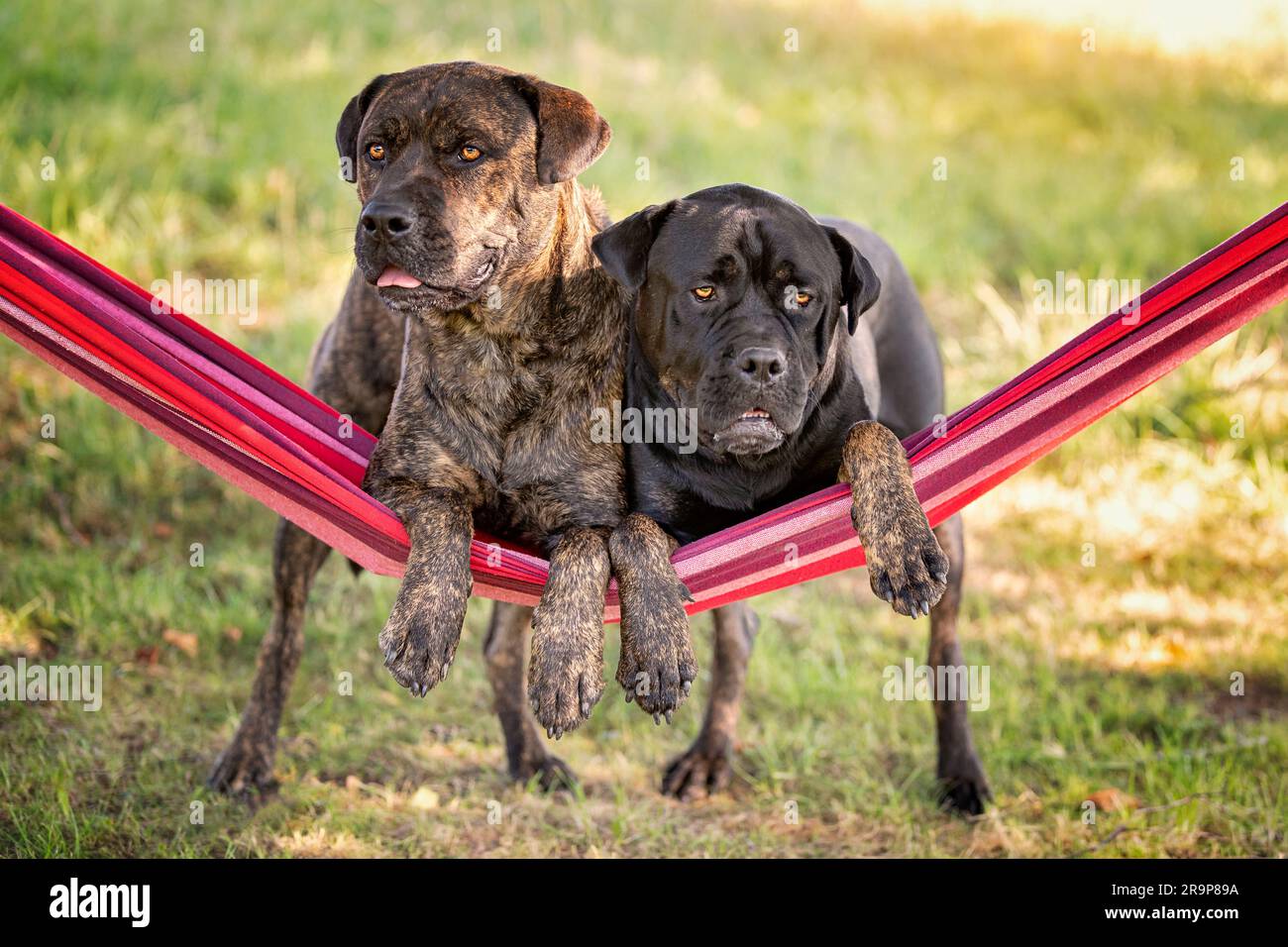 Molossus. Deux chiens adultes dans un hamac. Allemagne Banque D'Images