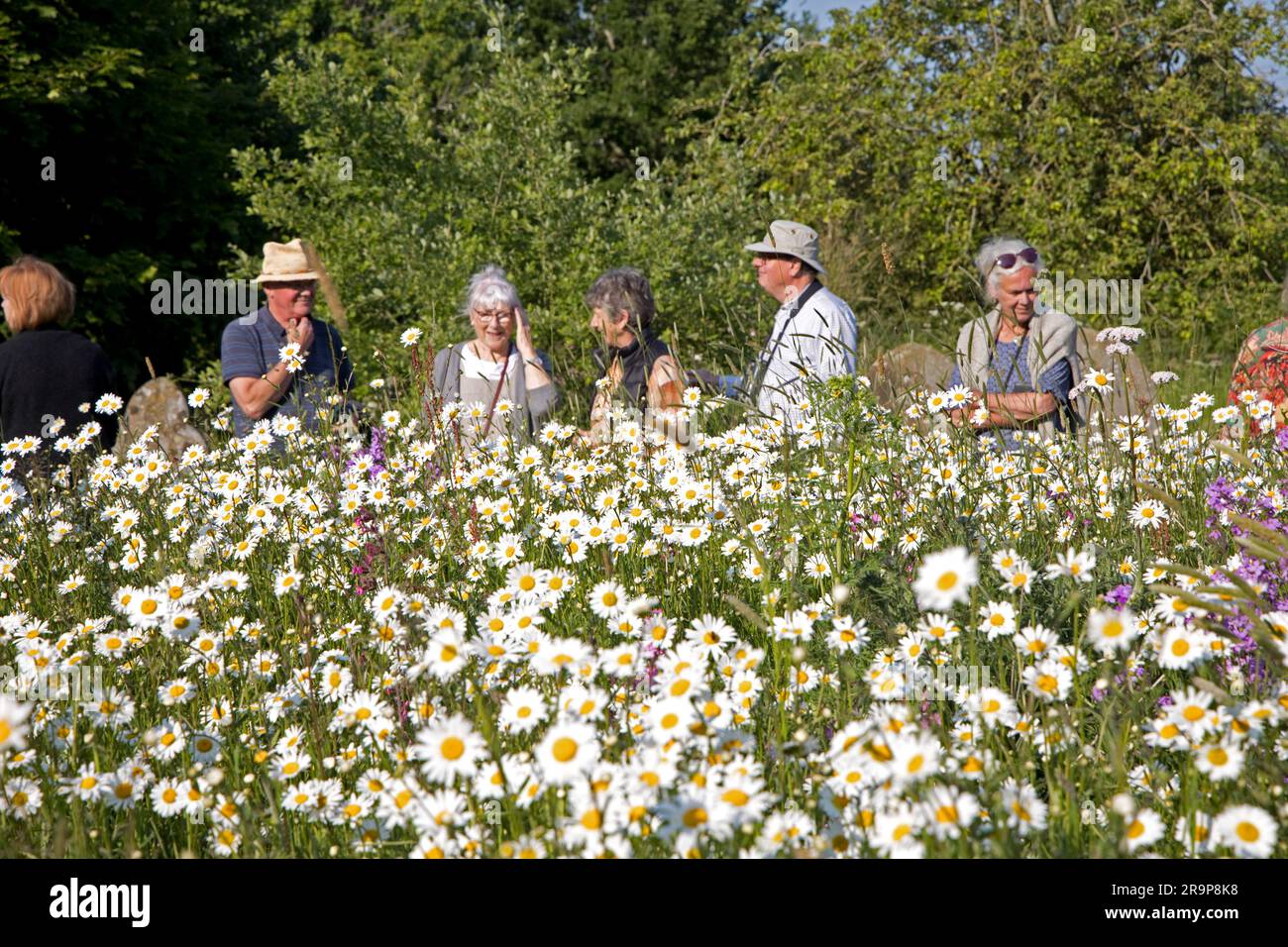 Fleurs sauvages en pleine fleur dans la rue de churchyard Lawrence Church Oxhill Warks Royaume-Uni Banque D'Images