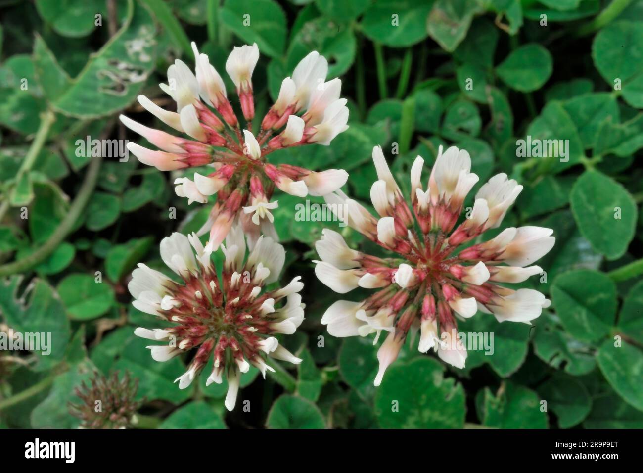Trèfle blanc (Trifolium repens) gros plan de fleurs sur des plantes qui poussent à trois Hagges Wood Meadow, North Yorkshire, Angleterre, juin 2021 Banque D'Images