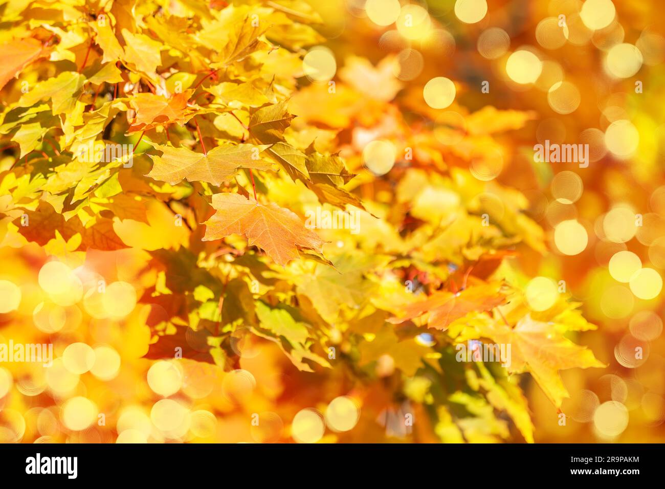 Arrière-plan abstrait doré d'automne avec lumière bokeh et feuilles colorées. Automne feuilles orange contre ciel flou, automne nature fond avec bokeh. Banque D'Images