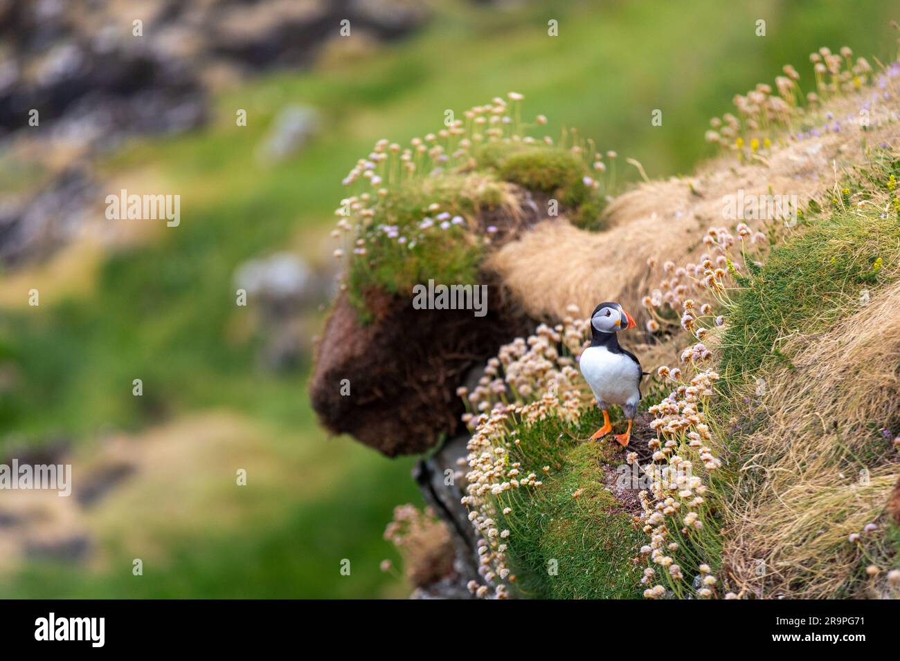 Cette photo montre un macareux ou un perroquet de mer nommé sur l'île de Staffa, près de l'île de Mull en Écosse. C'est un bel oiseau de mer. Banque D'Images