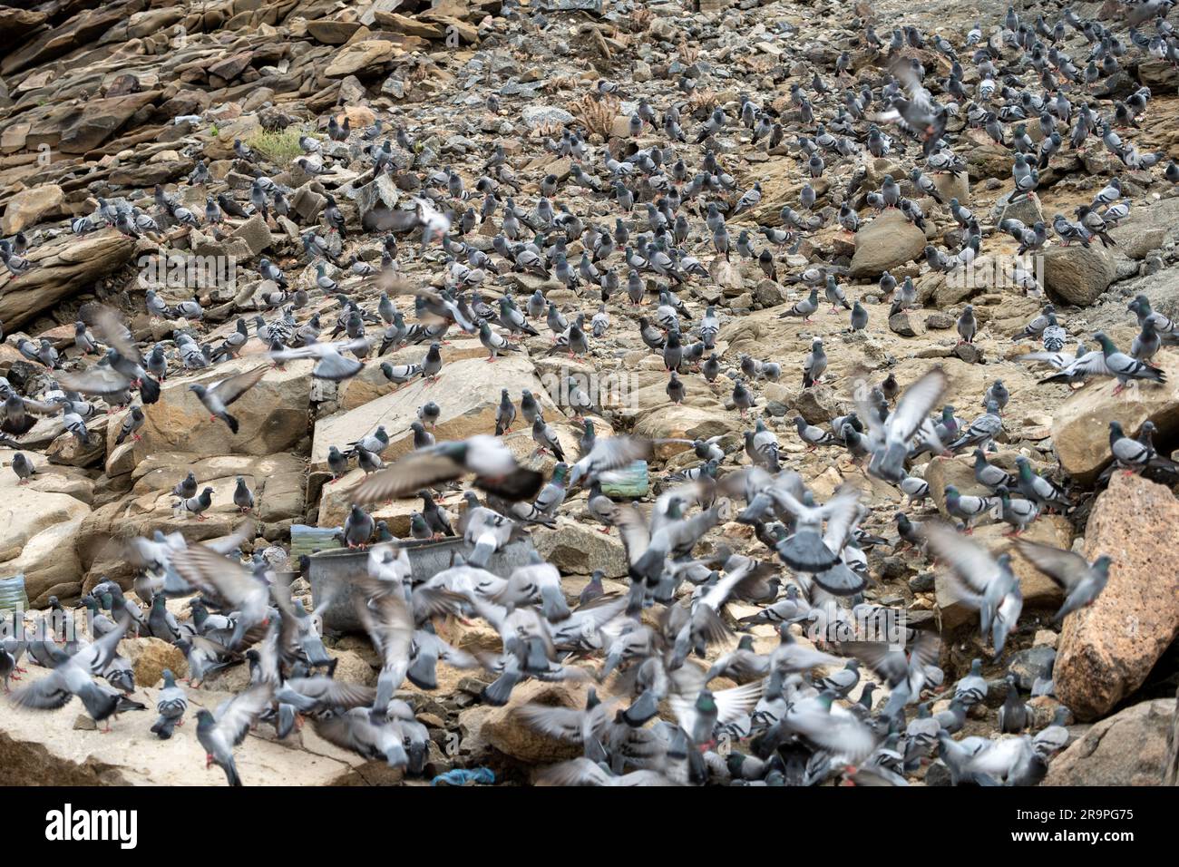 Troupeau de pigeons reposant sur une montagne Banque D'Images