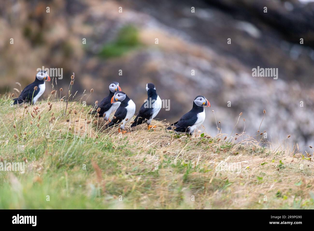 Cette photo montre un macareux ou un perroquet de mer nommé sur l'île de Staffa, près de l'île de Mull en Écosse. C'est un bel oiseau de mer. Banque D'Images