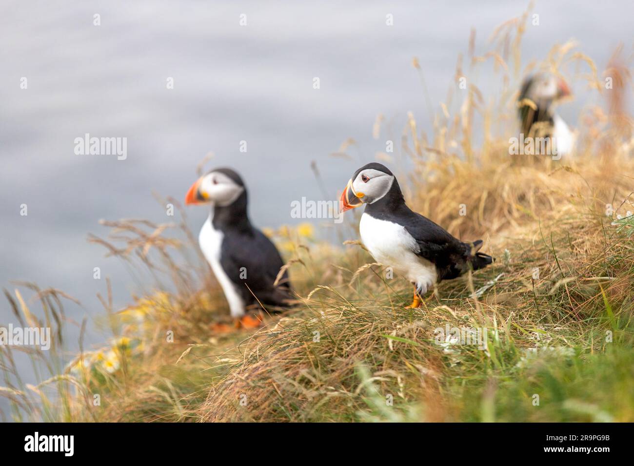 Cette photo montre un macareux ou un perroquet de mer nommé sur l'île de Staffa, près de l'île de Mull en Écosse. C'est un bel oiseau de mer. Banque D'Images