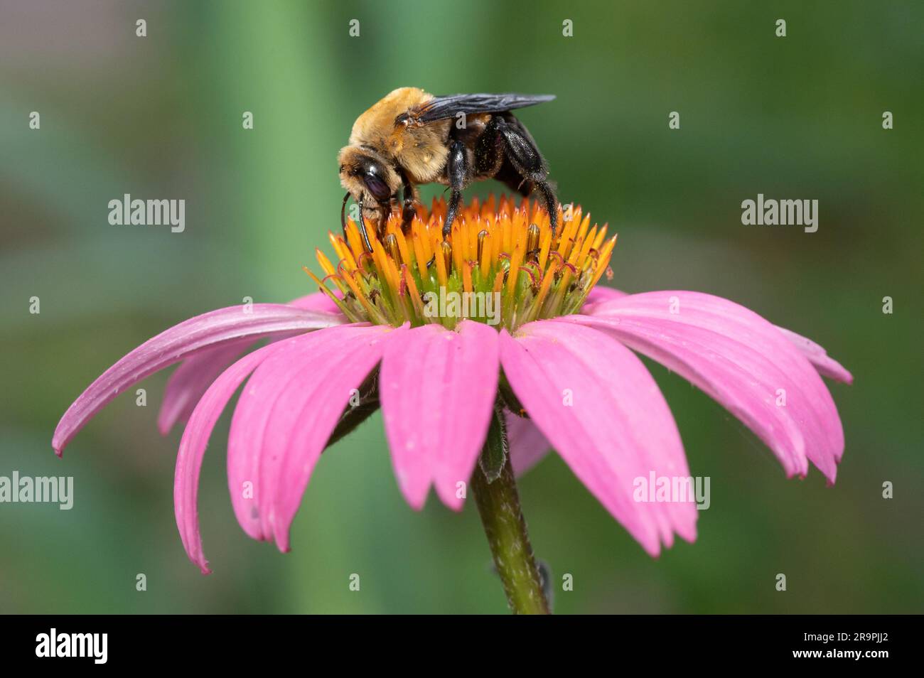 Une abeille de l'est, Emphor bombiformis, visite d'un coneflower pourpre, Echinacea. Banque D'Images