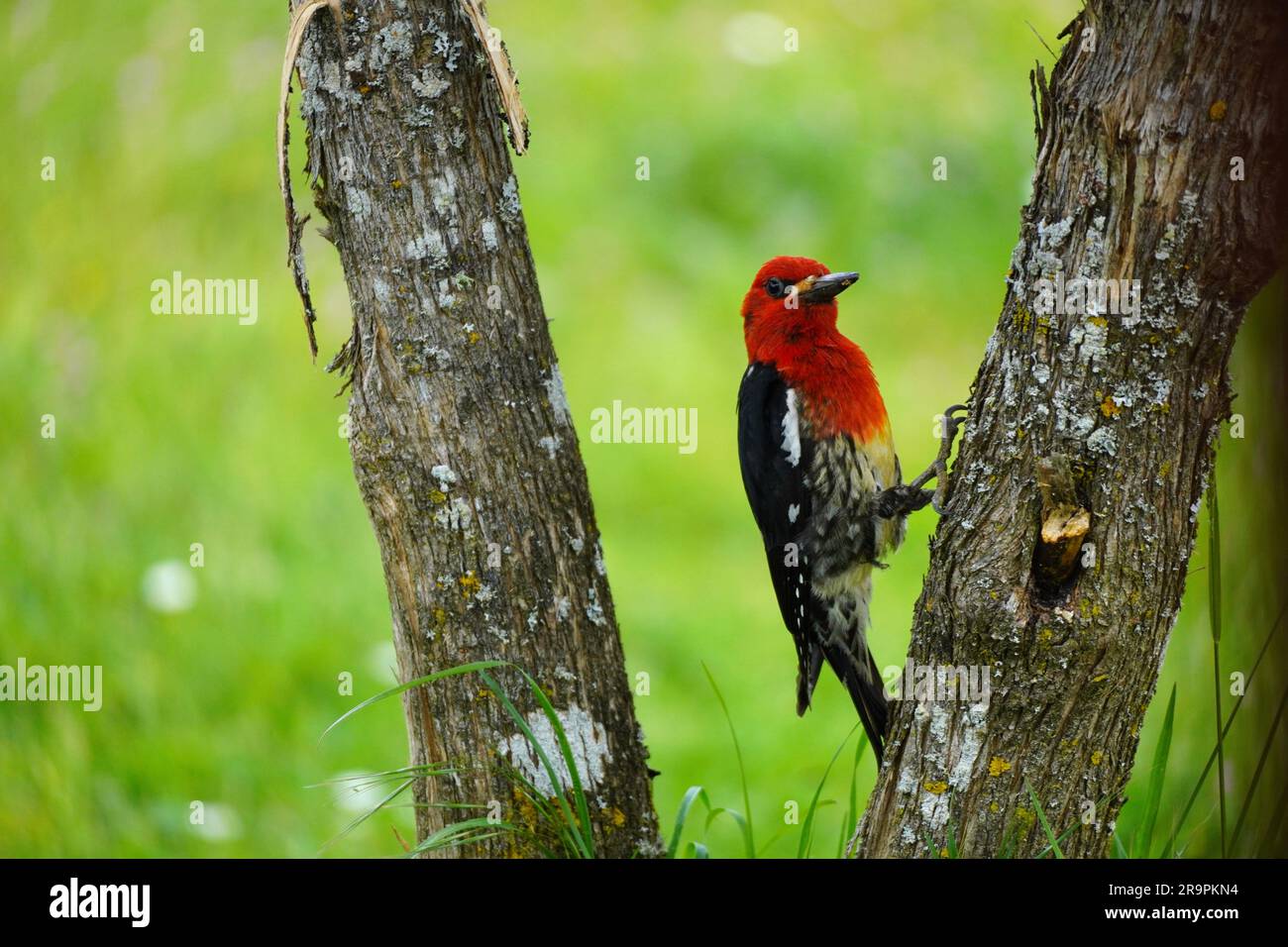 Branche Red Bird de la nature de l'île de Vancouver faune noir feuille verte Banque D'Images