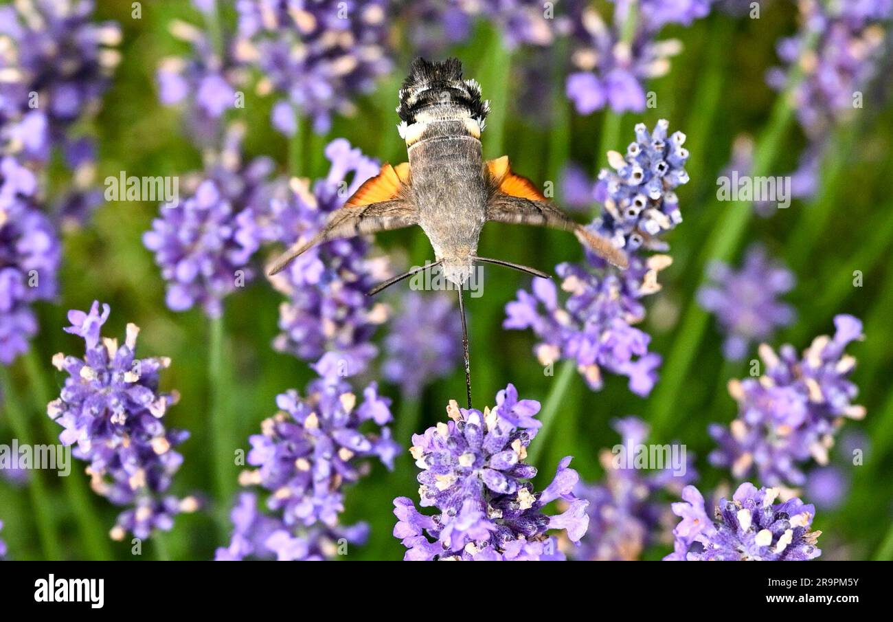 Bernau, Allemagne. 28th juin 2023. Une queue de pigeon (Macroglossum stellatarum) recueille le nectar sur les fleurs de lavande. C'est un papillon. En raison du changement climatique, de plus en plus de ces papillons, qui proviennent de la région méditerranéenne, hivernent dans notre pays et fournissent des descendants en conséquence. En raison de son vol bourdonnant, qui ressemble à celui d'un colibri, il est également appelé papillon des colibris. Credit: Jens Kalaene/dpa/Alamy Live News Banque D'Images