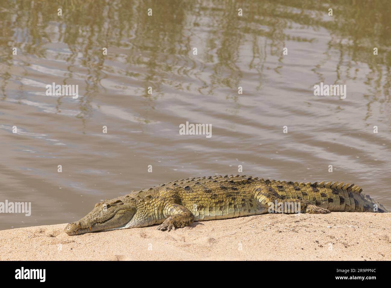 Un crocodile du Nil se prélassant au soleil le long d'une rive dans le parc national Kruger, en Afrique du Sud Banque D'Images