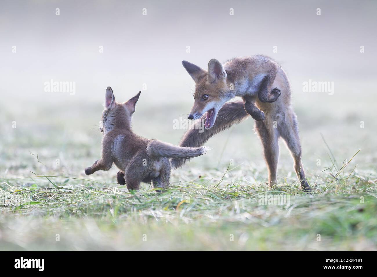 Le renard observe ce qui se passe dans la forêt. Banque D'Images