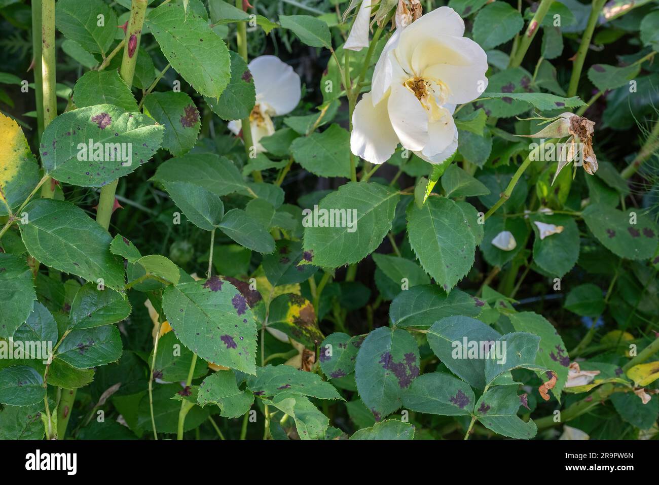 Rosier avec tache noire, une maladie fongique causée par le champignon Diplocarpon rosae, Royaume-Uni Banque D'Images Rosier avec tache noire, une maladie fongique causée par le champignon Diplocarpon rosae, Royaume-Uni Banque D'Images