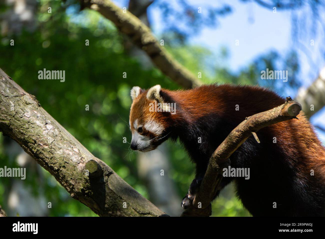 panda rouge Banque D'Images