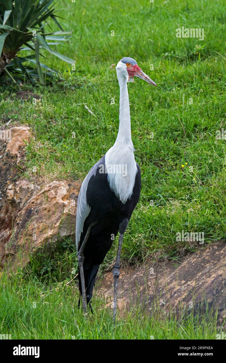 La grue à suspension (Grus carunculata / Bugeranus carunculatus) menace les espèces de grues indigènes de l'Afrique orientale et australe Banque D'Images