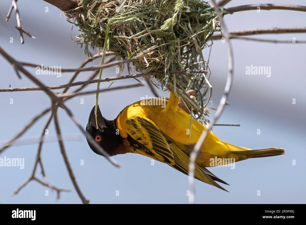Village weaver / tacheté-backed weaver (Ploceus cucullatus) mâle bâtiment nid avec bandes de lames d'herbe dans l'arbre, originaire de l'Afrique sub-saharienne Banque D'Images