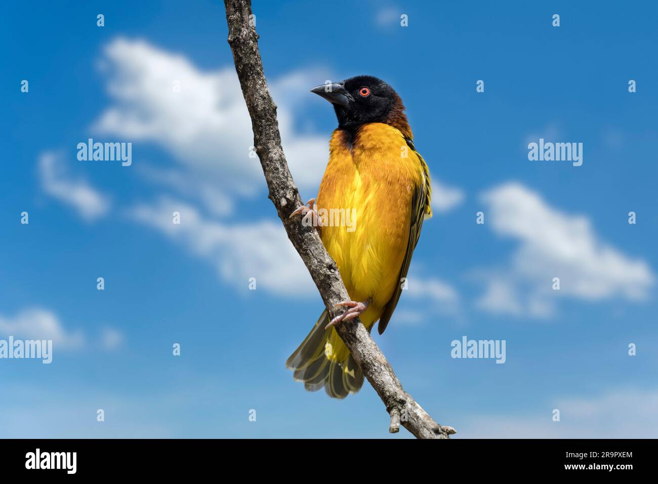 Village weaver / tacheté-Backed weaver (Ploceus cucullatus) mâle dans le plumage nicheuse perché dans un arbre, originaire de l'Afrique subsaharienne Banque D'Images