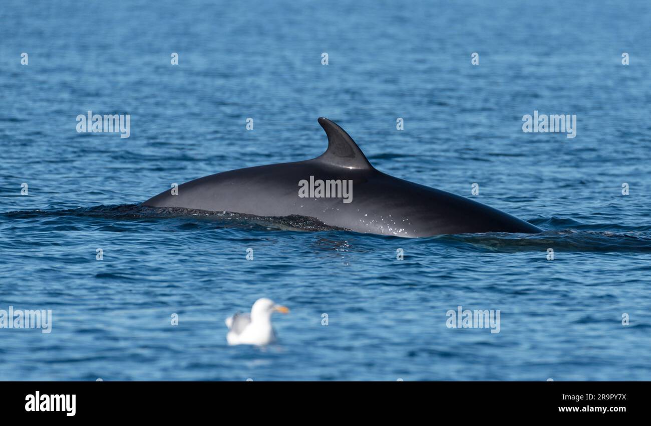 Rorqual commun surfaçage dans l'océan Arctique près du cap Nord, dans le nord de la Norvège, avec mouettes sur le front de mer en août 2022. Banque D'Images