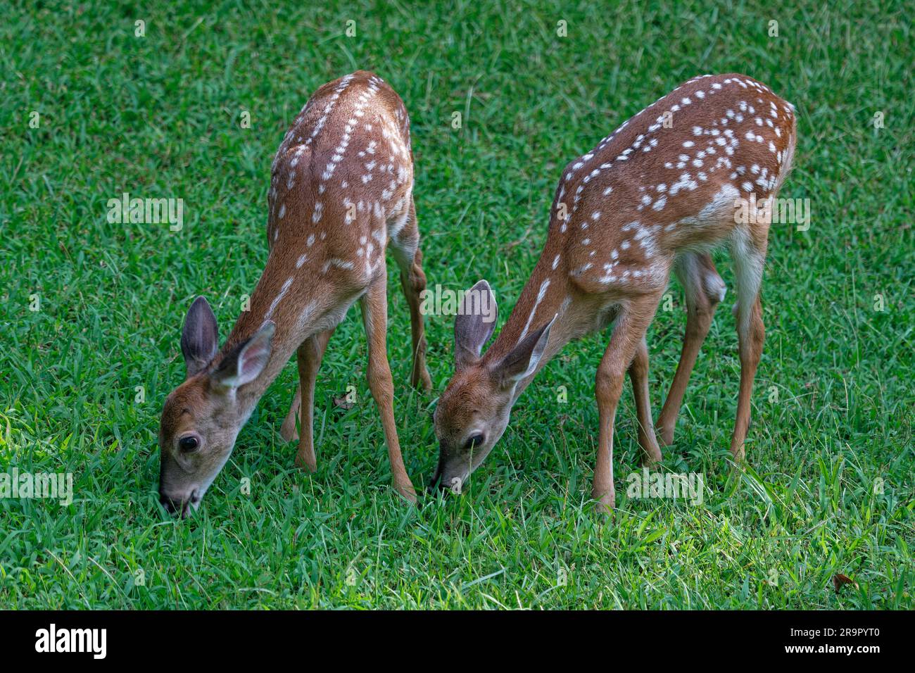 Une paire de faons de cerf de Virginie paître ensemble dans l'herbe dans la cour en été Banque D'Images