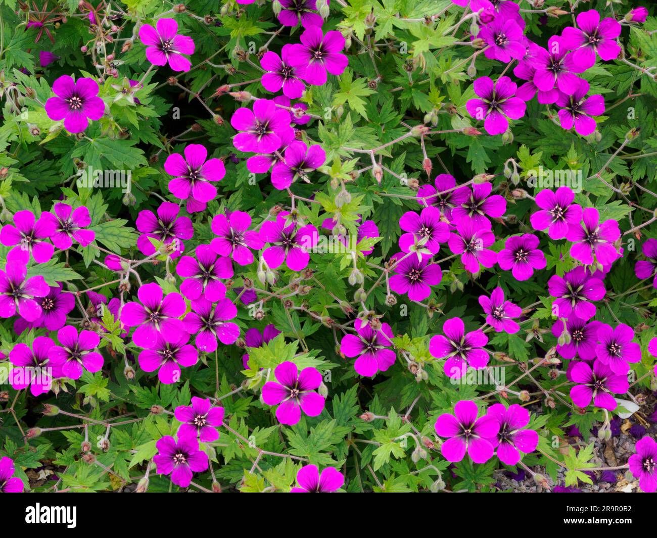 Des fleurs de géranium Ann Folkard, d'un magenta profond et frappantes, dans la bordure éternelle d'un jardin de campagne anglais Banque D'Images