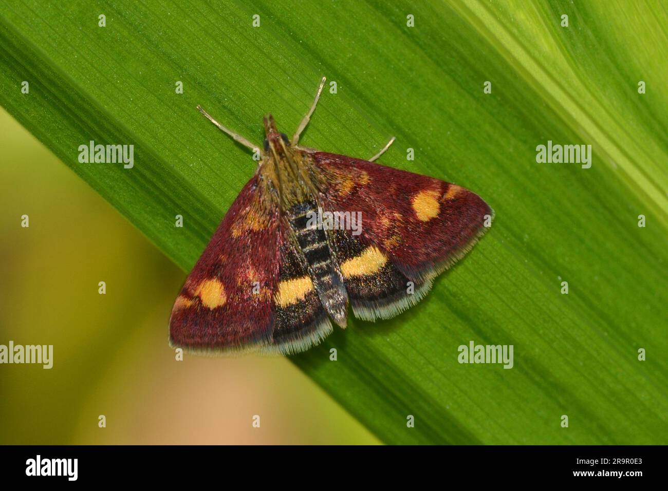 Papillon de menthe Banque D'Images