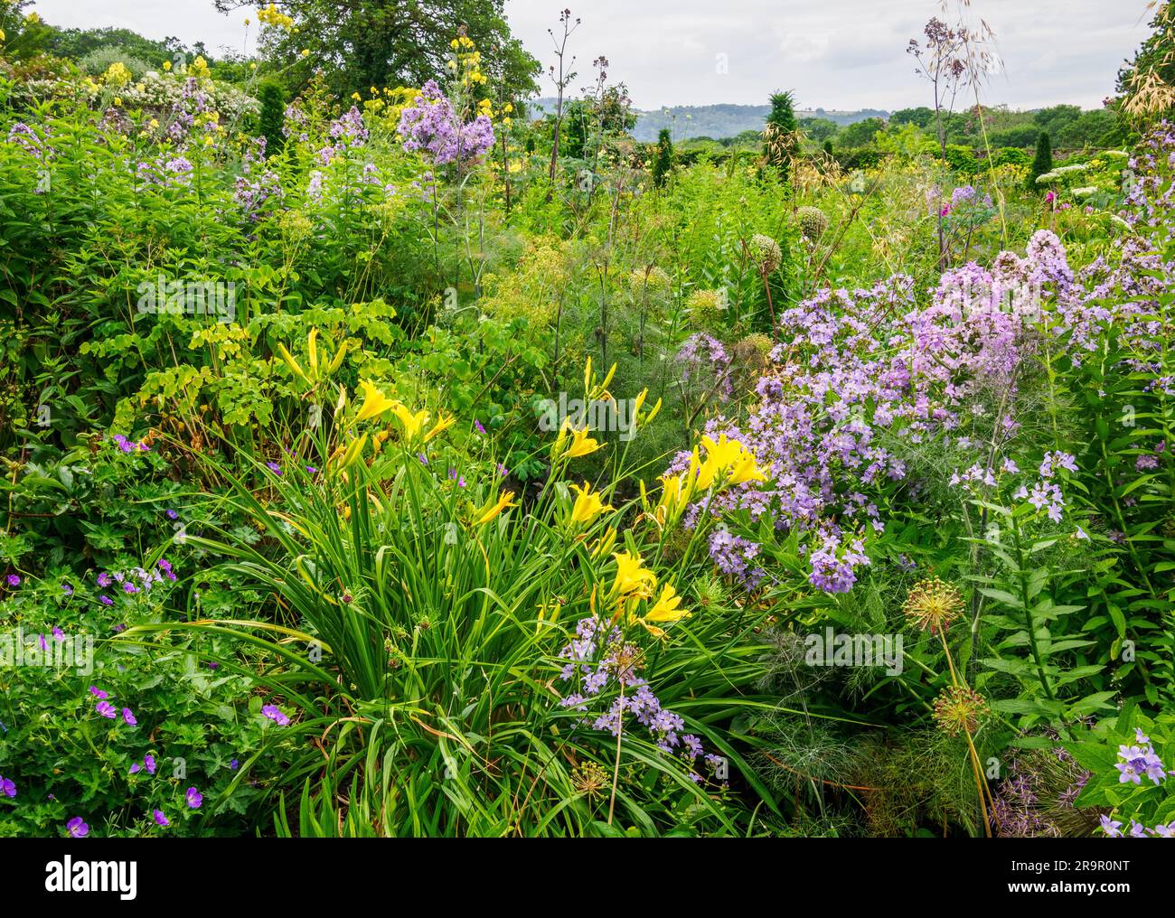 Plantation exubérante de bordures herbacées aux jardins Aberglasney dans le sud du pays de Galles au Royaume-Uni, avec Campanula bleu Hemerocallis jaune et Thalictrum Banque D'Images