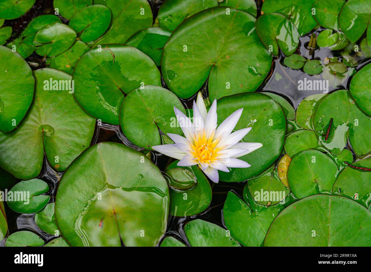 Nymphaea caerulea, lotus égyptien bleu, ouvert avec des feuilles vertes contexte Banque D'Images