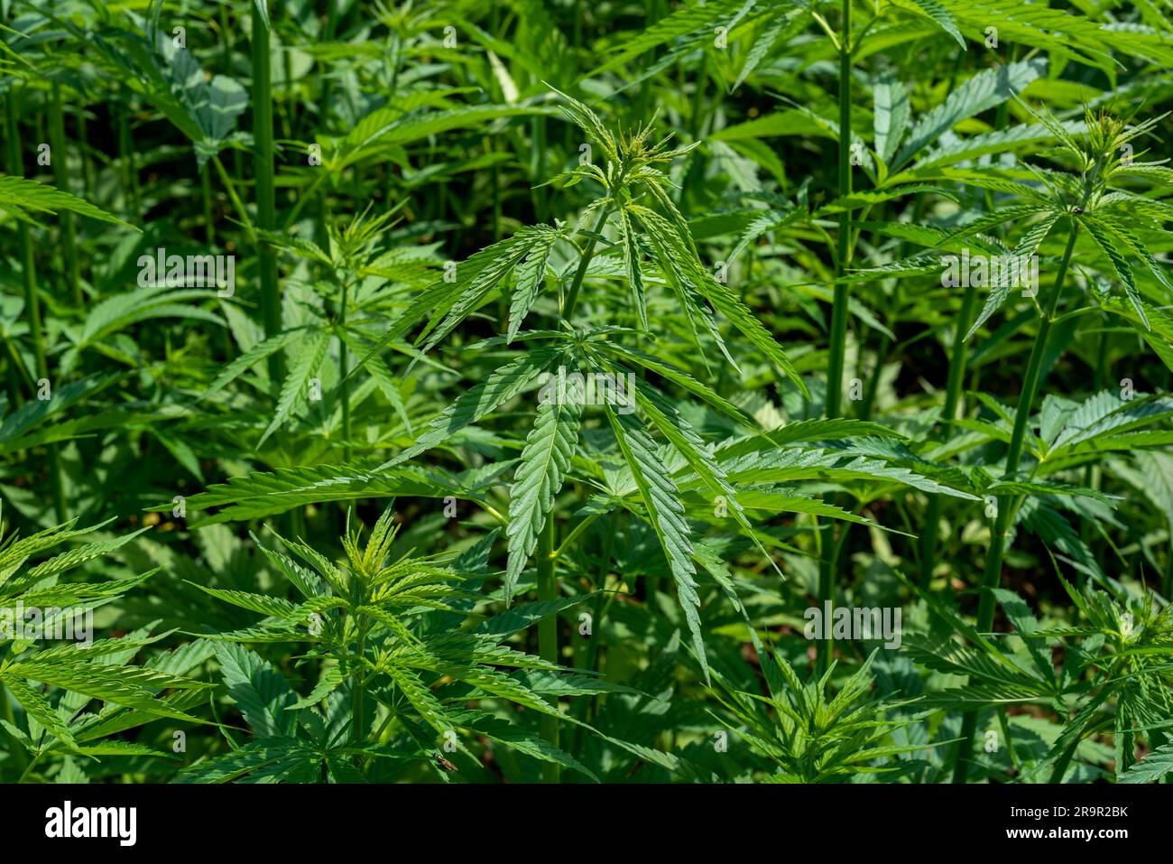 belle feuille de chanvre sur un champ de marijuana sous le ciel bleu avec le soleil et les nuages pour la légalisation des produits médicaux de cannabis cbd thc branche de drogue illégale Banque D'Images