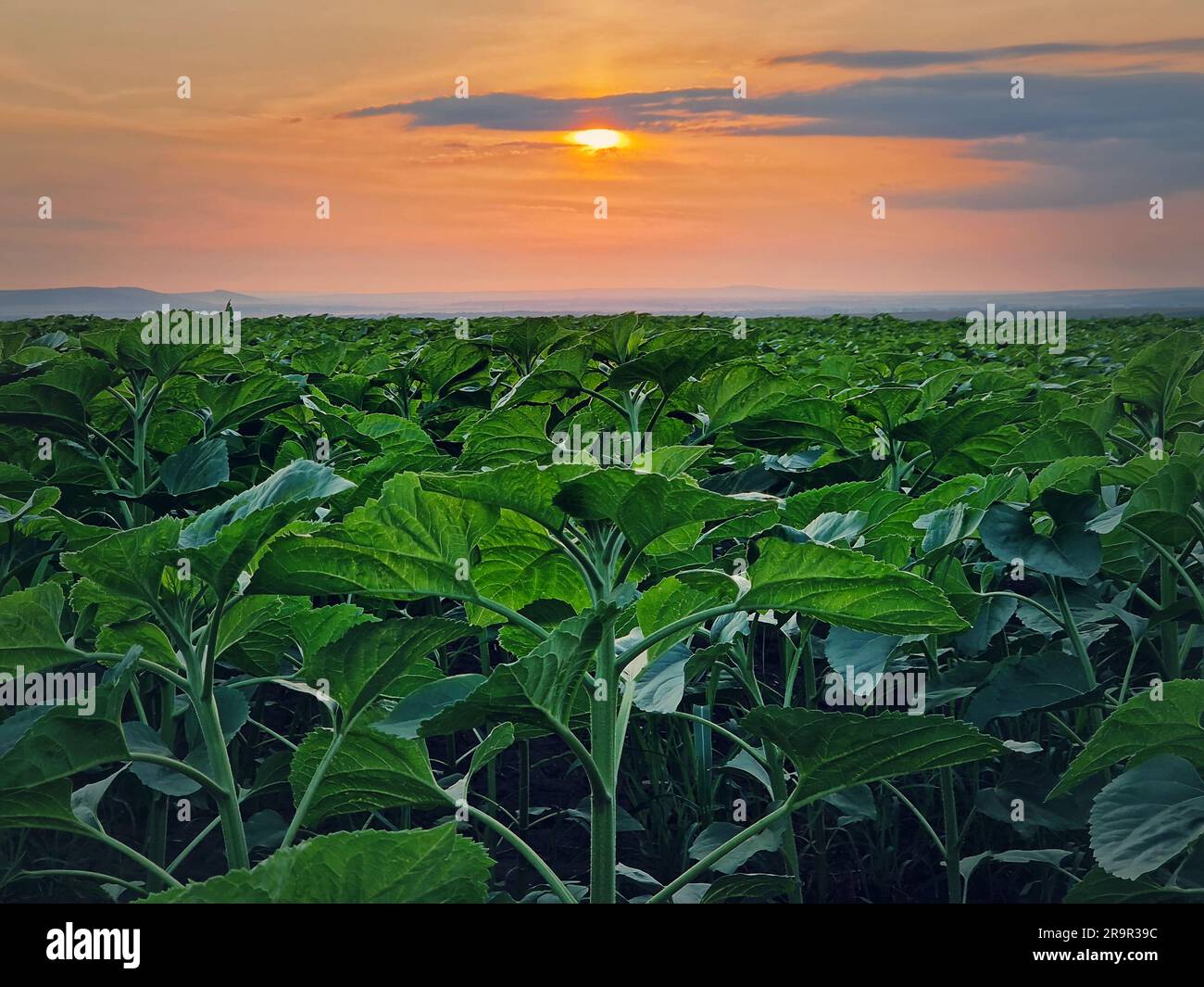 Culture de plantes de tournesol dans le champ sur fond de ciel de coucher de soleil Banque D'Images