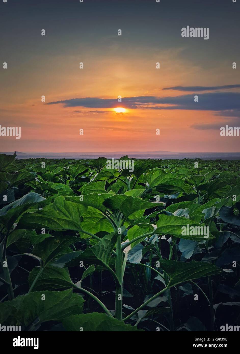 Culture de plantes de tournesol dans le champ sur fond de ciel de coucher de soleil, scène verticale Banque D'Images