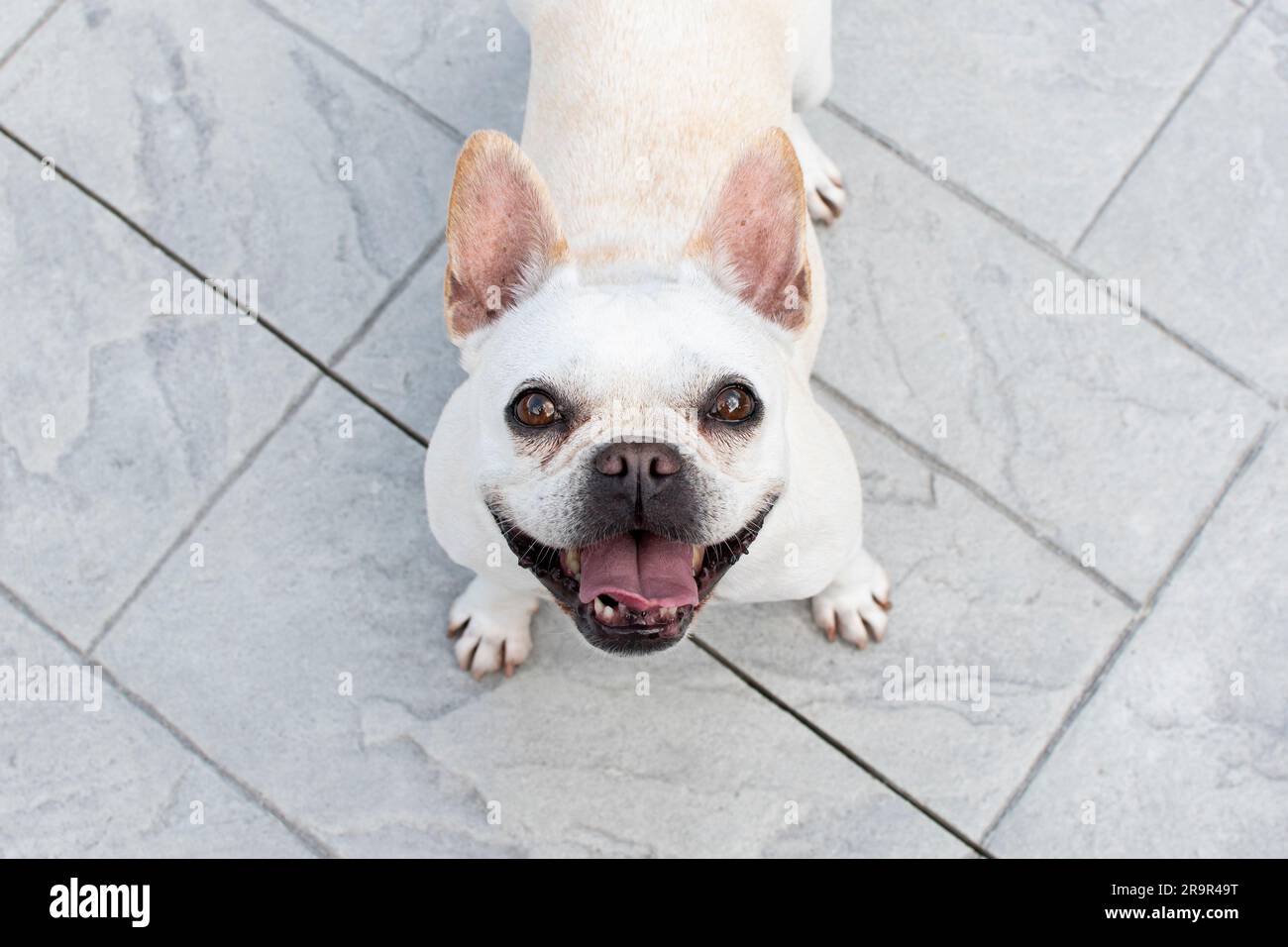 Portrait de chien de taureau français blanc Banque D'Images