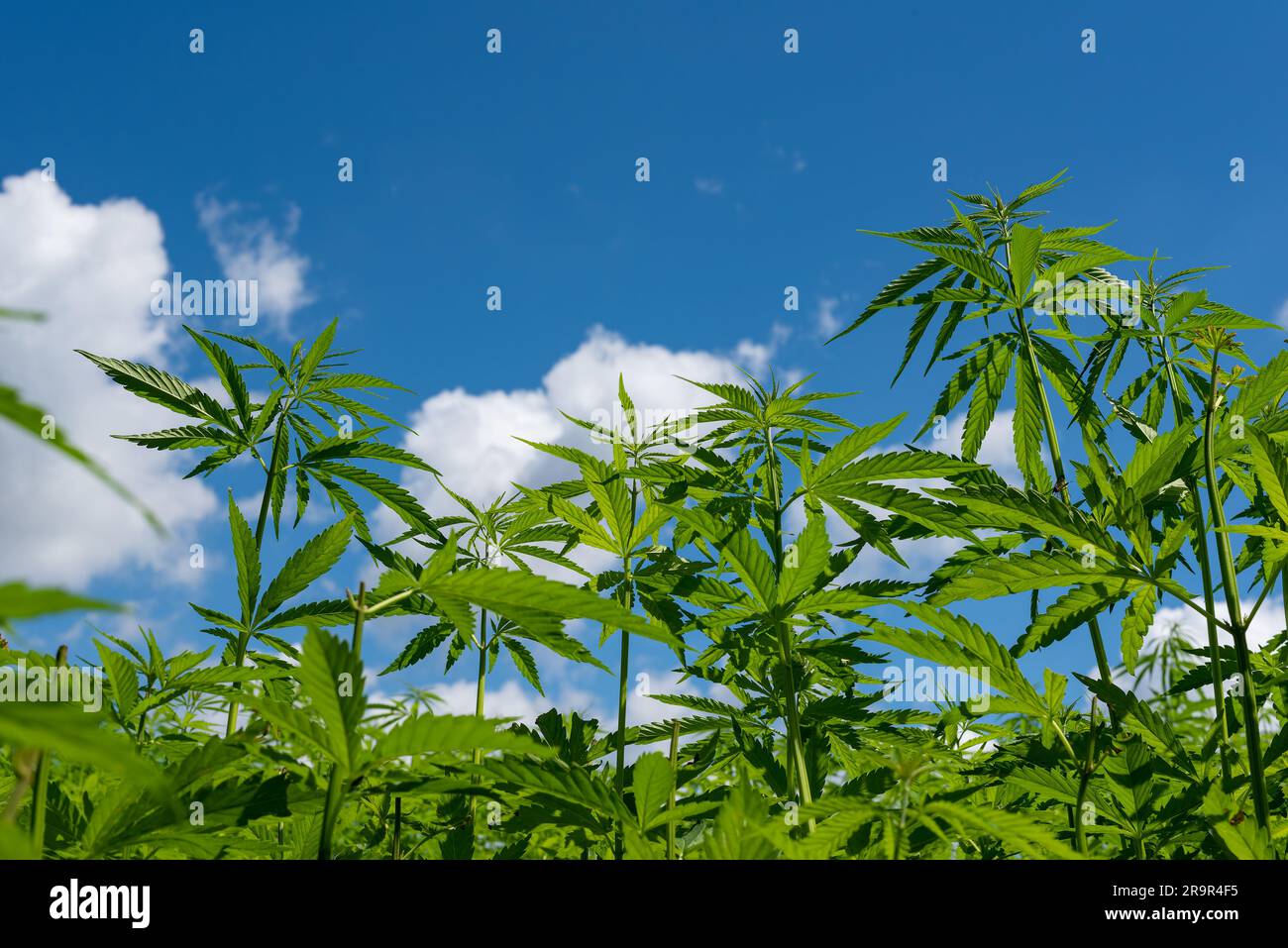 belle feuille de chanvre sur un champ de marijuana sous le ciel bleu avec le soleil et les nuages pour la légalisation des produits médicaux de cannabis cbd thc branche de drogue illégale Banque D'Images