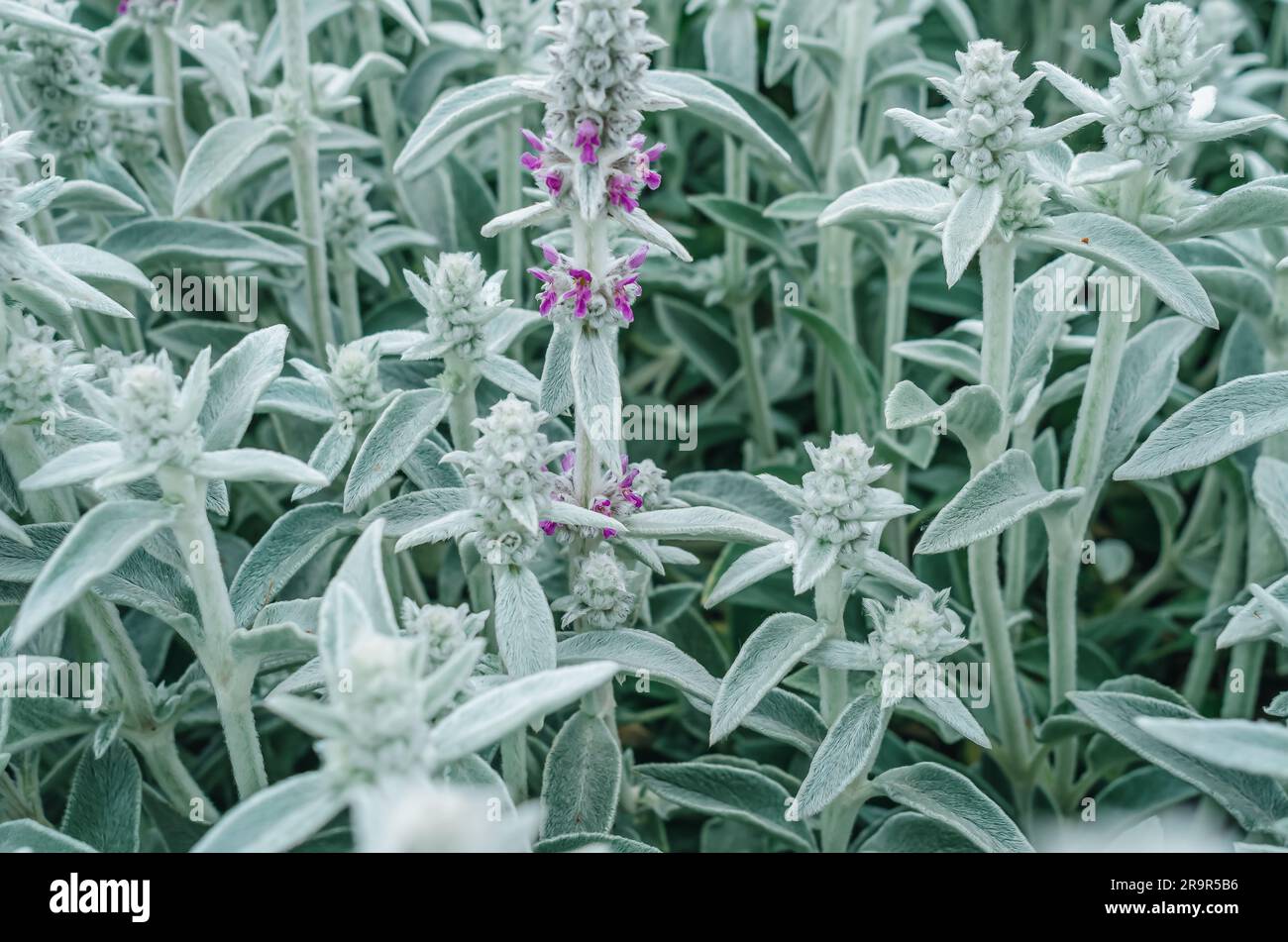 Fleurs Stachys byzantina, fond gris de fleurs dans la nature Banque D'Images