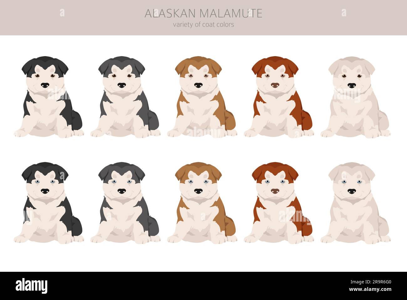 Alaskan malamute toutes les couleurs chiot clipart. Différentes couleurs de pelage et poses. Illustration vectorielle Illustration de Vecteur