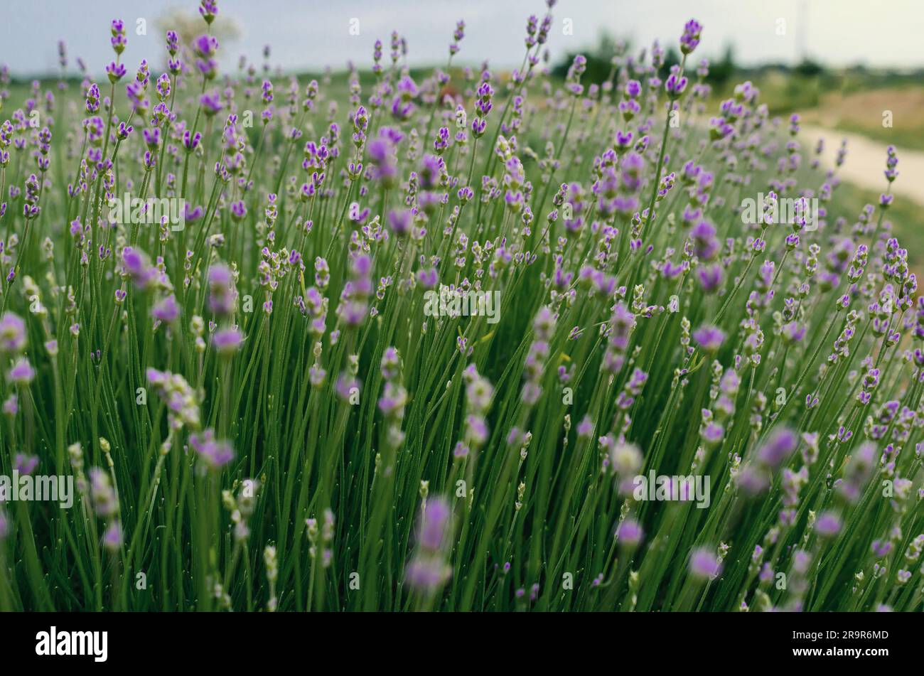 Les fleurs de lavande dans le champ poussent dans le champ Banque D'Images