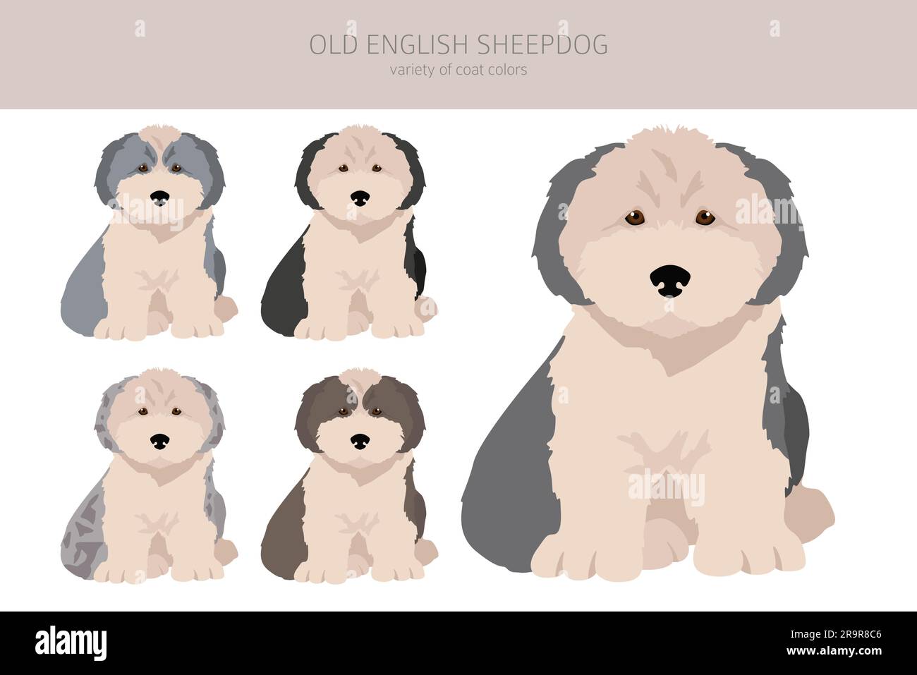 Old English Sheepdog chiots clipart. Différentes poses, ensemble de couleurs de pelage. Illustration vectorielle Illustration de Vecteur