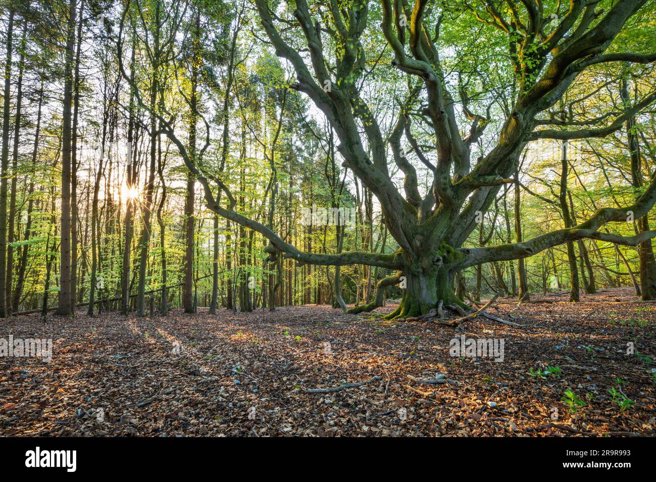 Le soleil se lève dans les bois à feuilles caduques au printemps, Highclere, Hampshire, Angleterre, Royaume-Uni, Europe Banque D'Images