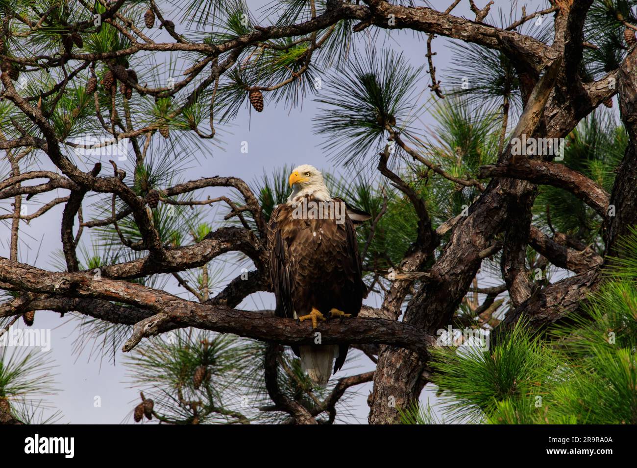 Journée de vol de l'aigle de bébé. Un aigle à tête blanche américain est perché dans un arbre au-dessus de son nid au Kennedy Space Center de la NASA, en Floride, sur 10 avril 2023. Le nid est situé à la sortie de Kennedy Parkway, à environ trois kilomètres du bâtiment de montage de véhicules. L'aigle adulte fait partie d'une paire jumelée qui a récemment construit une nouvelle maison dans cet arbre après les tempêtes ont gravement endommagé leur nid d'origine situé à environ 50 mètres. Ce nid a été construit en 1973 et a été utilisé par les aigles presque chaque année depuis 1975. Kennedy abrite actuellement environ 20 paires d'aigles à tête blanche. Banque D'Images