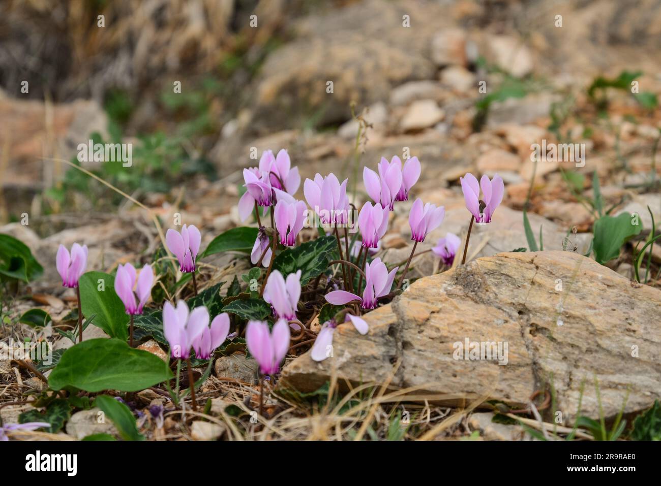 Touffes de fleurs de cyclamen rose photographiées en Grèce, gros plan Banque D'Images