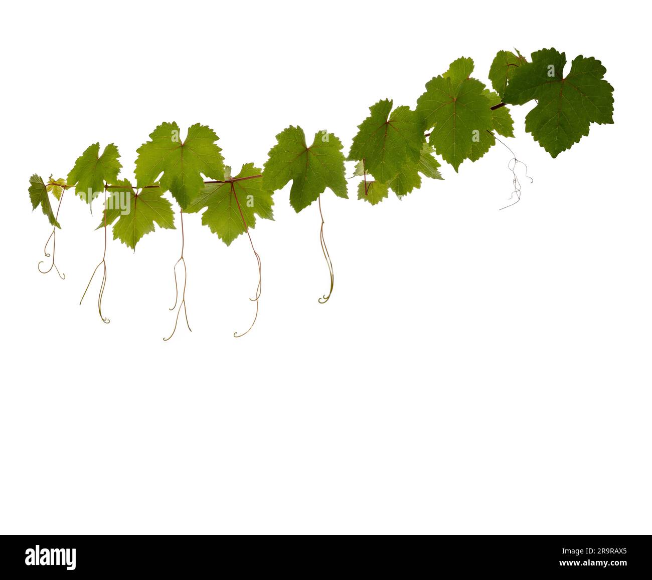 Branche de vigne avec feuilles vertes et tendriles isolés sur blanc avec un chemin de coupure inclus. Copier l'espace Banque D'Images