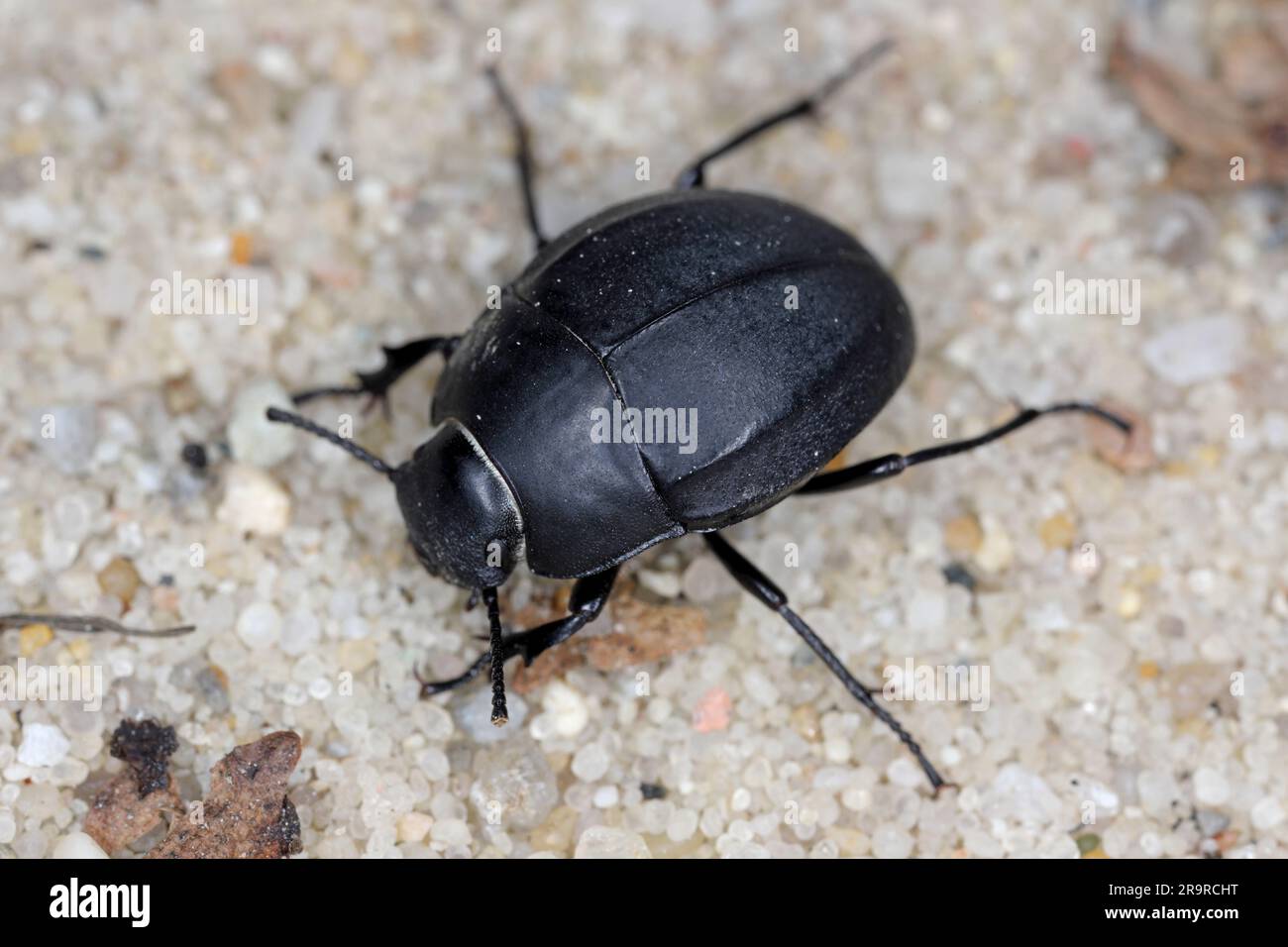 Erodius carinatus. Espèce de Béetle de la noirceuse (famille des Tenebrionidae) qui court au soleil sur le sable des plages de l'Albanie. Banque D'Images