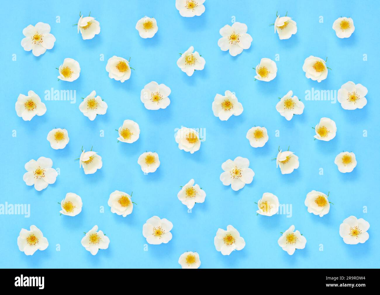 Plat pose délicate fleurs roses blanches et jaunes simples fleuries sur fond bleu bébé photo stock Banque D'Images