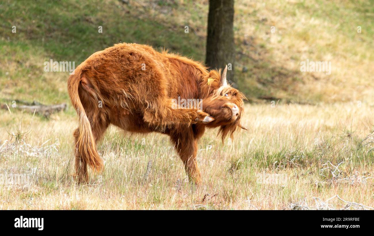 Pendant l'été chaud, une vache écossaise brune highlander avec des cornes imposantes se trouve dans un pâturage sec sur le Mookerheide à Limbourg, aux pays-Bas. T Banque D'Images