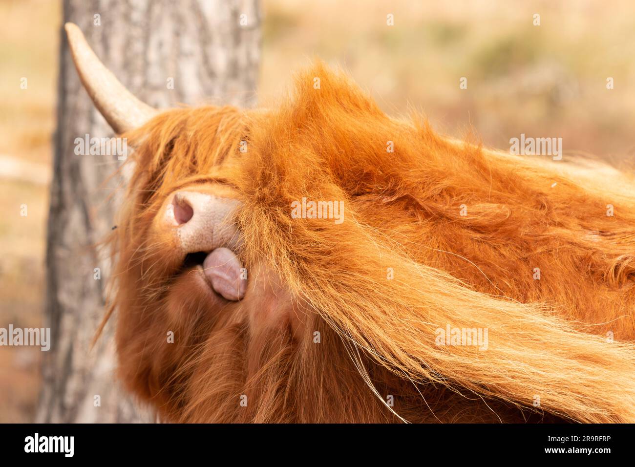 Pendant l'été chaud, une vache écossaise brune highlander avec des cornes imposantes se trouve dans un pâturage sec sur le Mookerheide à Limbourg, aux pays-Bas. T Banque D'Images