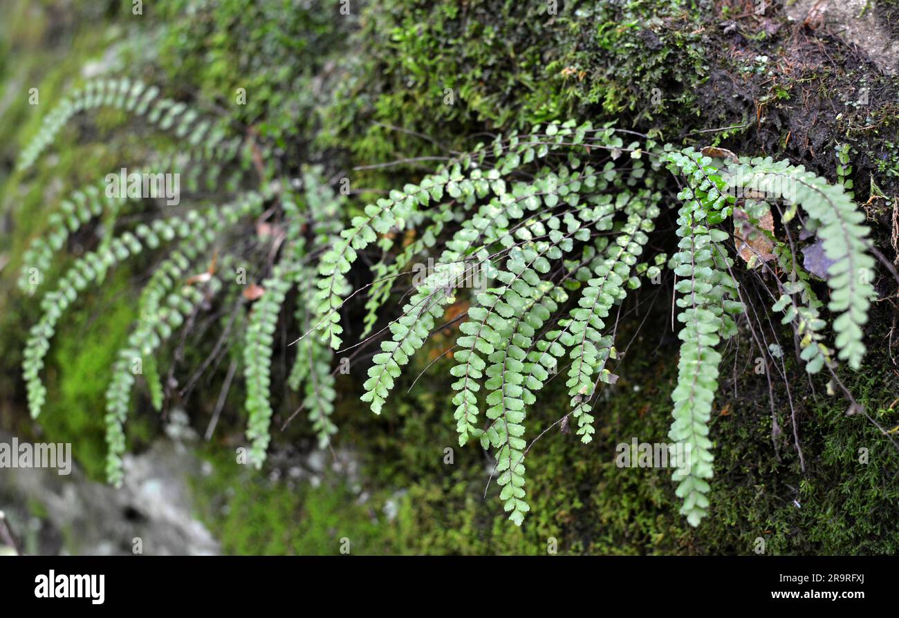 Asplenium trichomanes fougère pousse sur une pierre dans la nature de la forêt Banque D'Images
