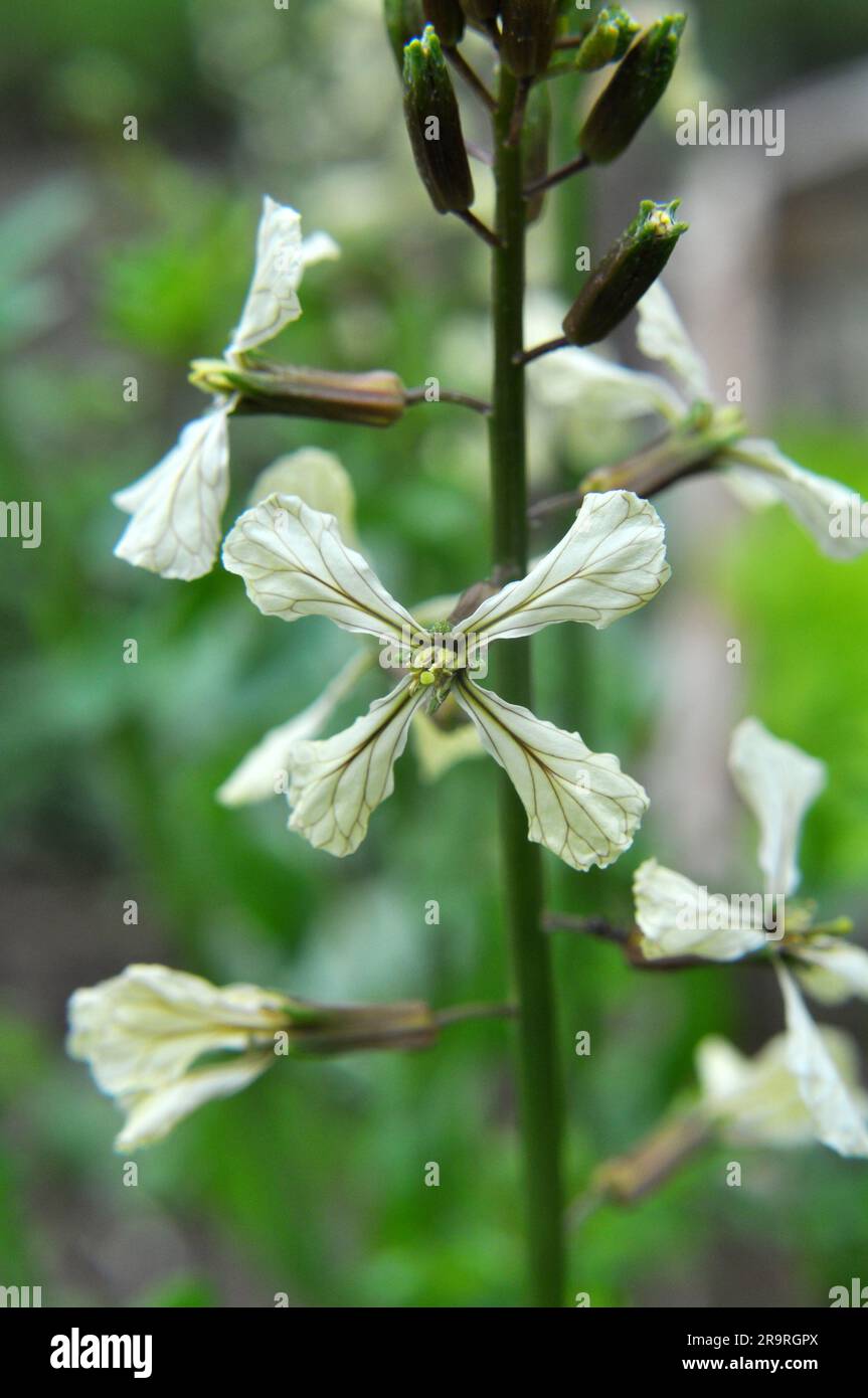 La plante épicée d'arugula (Eruca sativa) fleurit dans le jardin Banque D'Images