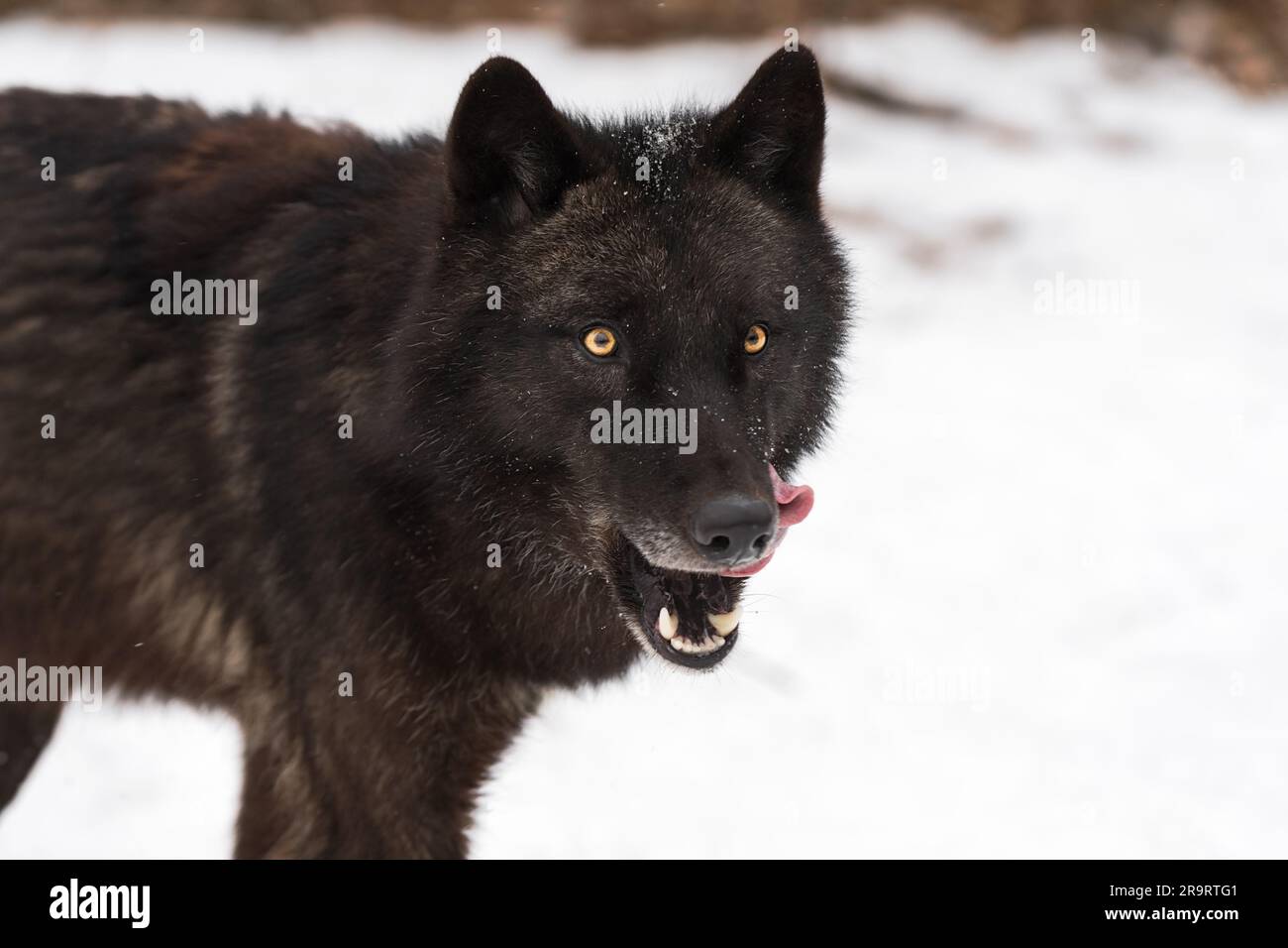 Phase noire Loup gris (Canis lupus) avance des côtelettes hiver - animal captif Banque D'Images