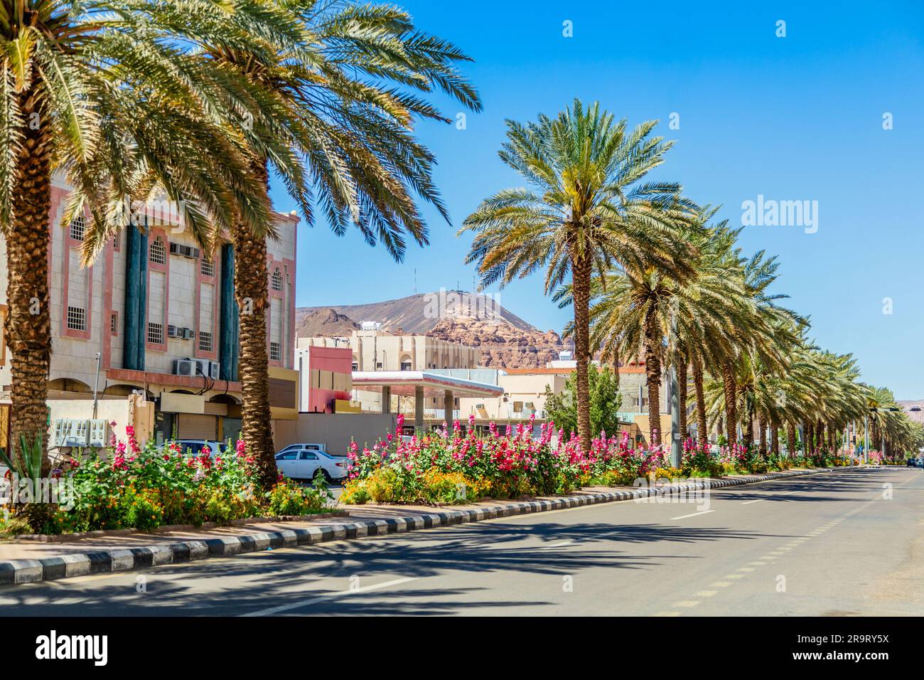 Rue moderne avec rangée de palmiers, ville d'Al Ula, Arabie Saoudite Banque D'Images