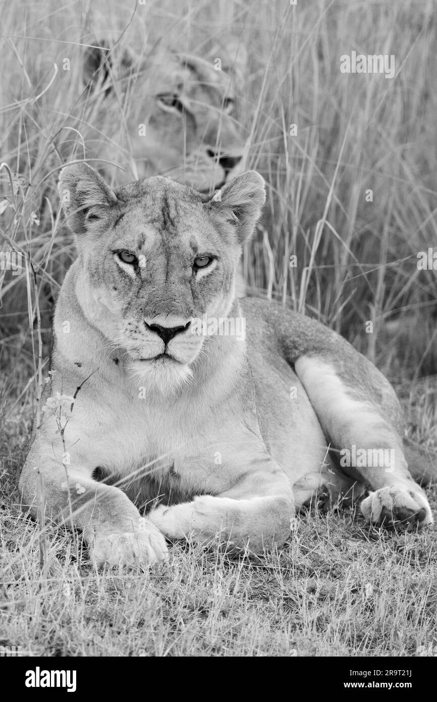 Zambie, South Luangwa NP. Lioness (SAUVAGE : Panthera leo) dans l'herbe. Banque D'Images