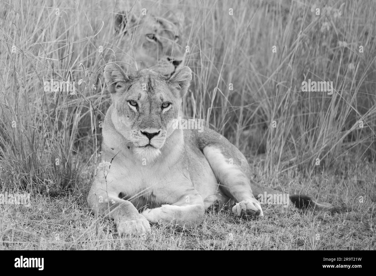 Zambie, South Luangwa NP. Lioness (SAUVAGE : Panthera leo) dans l'herbe. Banque D'Images