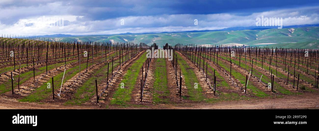 Rangées de vignes dans le vignoble, Lockwood, Californie, Etats-Unis Banque D'Images